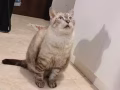 暹罗混血猫咪有偿领养