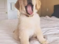 诚心领养狗狗