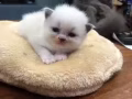 混血小猫