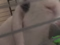 【急】垂耳兔求领养