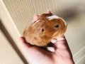 两只刚满40天的荷兰猪妹妹出售啦！价格私聊哦！