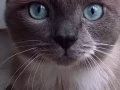 寻找合适的猫咪领养，可有偿