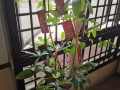 出租公寓普通房