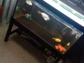鱼缸出售