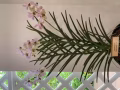 ?专业承接油漆组屋，公寓，排屋，洋房，别墅，厂房等，低收费