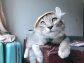 小卷耳找老婆