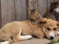 Save and rescue global animals donation