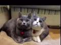 寻找  英短蓝猫（可有偿）有的联络我