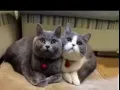 寻找  英短蓝猫（可有偿）有的联络我
