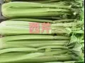 榜鹅蔬菜群