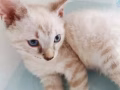 可怜小猫咪，求好心有钱人收养
