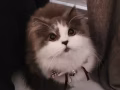 可爱混血小猫咪