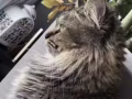给我家小猫咪找个男票
