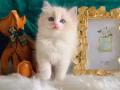 [可爱双色布偶猫找新家]