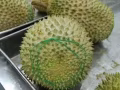 馬來西亞貓山王榴槤國內包郵