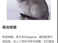 想买一只新加坡品种猫