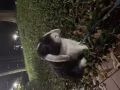 垂耳兔