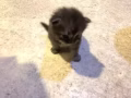 四只可爱小猫
