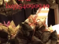 端午到，粽飘香，为您带来专业、传统、中国南北不同口味粽子