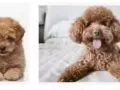 想购买领养泰迪 toy poodle