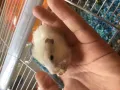 syrain hamsters up for adoption