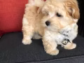 求购泰迪