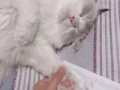 工作忙，猫咪送有缘人
