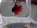 🐟🐟🐟斗鱼🐟🐟🐟
