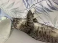 猫咪找寄养