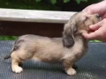 求腊肠或柯基幼犬（价钱可议）