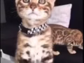 可爱孟加拉豹猫幼崽领养