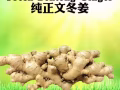 新鲜文东姜