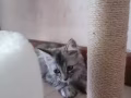 有偿领养幼猫