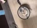 两岁大的猫寻主人