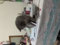 小尝领养小猫咪