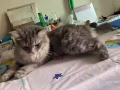 小尝领养小猫咪