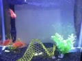 鱼缸（有灯和过滤器）和转让一只鹦鹉鱼
