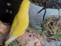 有偿领养Love bird