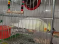 玄凤鸟