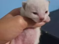 英短小猫