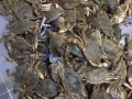 魚網，撒網，飛盤網