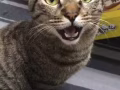 猫咪找一个新家免费