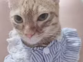 帮我家小美女找帅哥猫 有意私聊