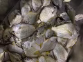 长期出鱼网 挂网 螃蟹网 鱼竿
