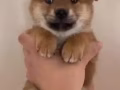小柯基小柴犬找新家