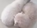 波斯猫咪找🏠