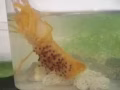 预售小龙虾