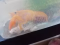 预售小龙虾