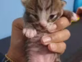 英短猫咪