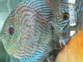七彩鱼（DISCUS)便宜出售